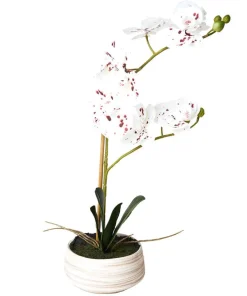 Blooming Marvellous White Speckled Orchid