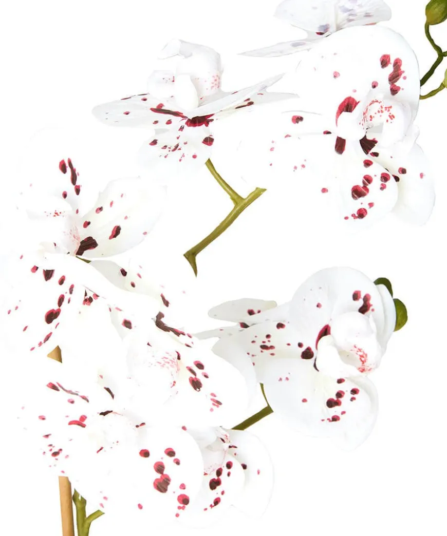 Blooming Marvellous White Speckled Orchid