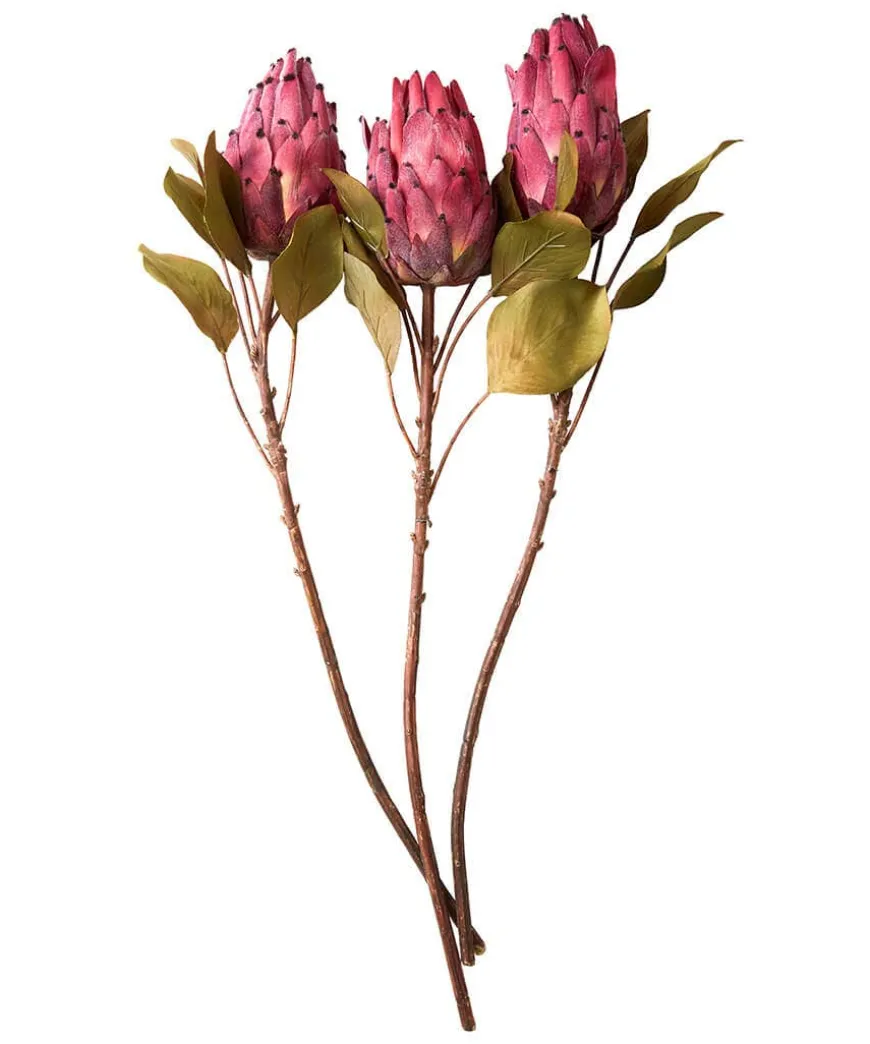 Pack Of 3 Pretty Protea Flower Stems