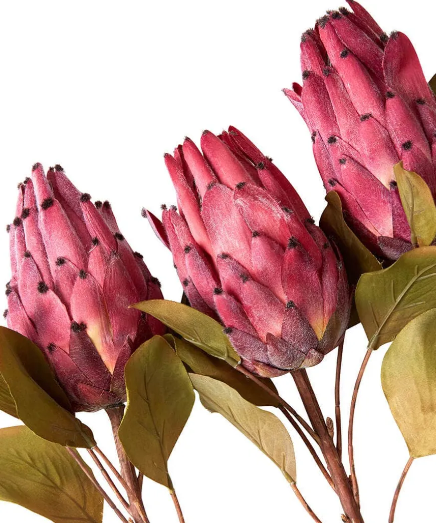 Pack Of 3 Pretty Protea Flower Stems