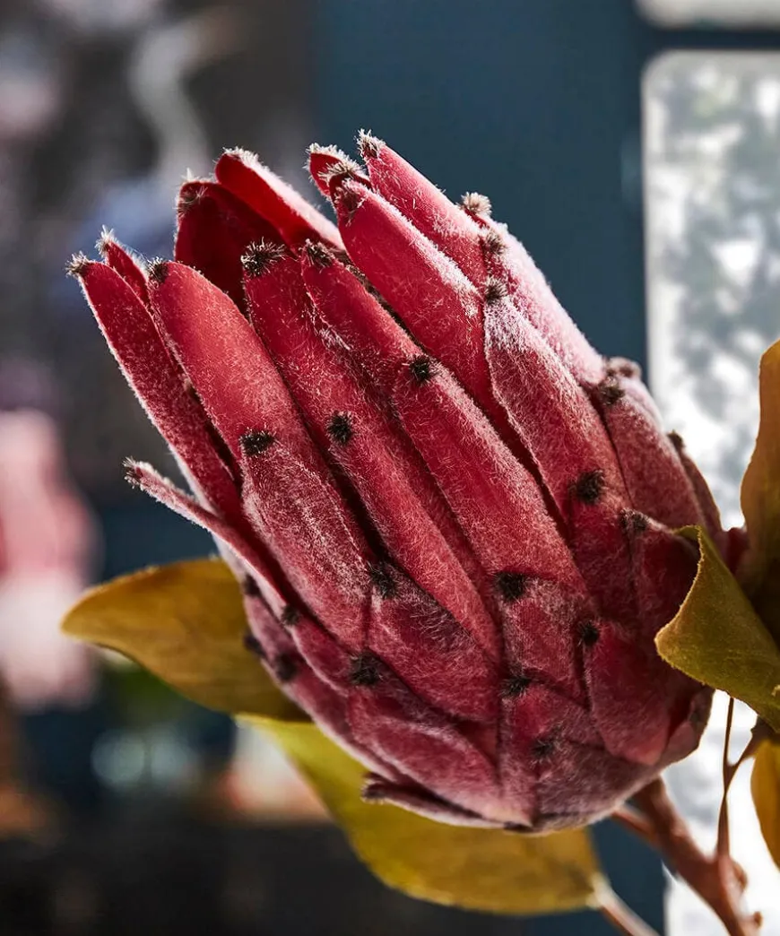 Pack Of 3 Pretty Protea Flower Stems