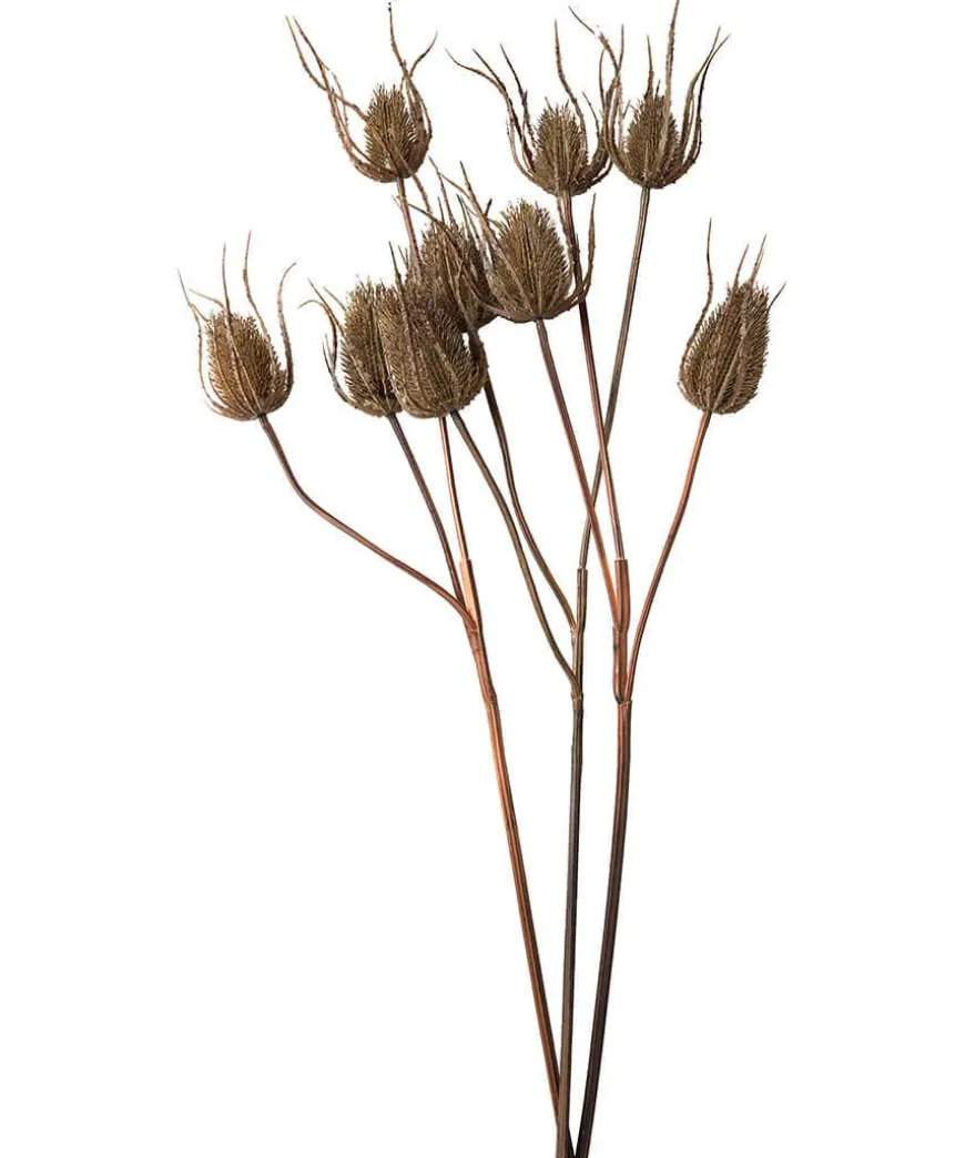 Set Of 3 Large Triple Teasle Plant Stems