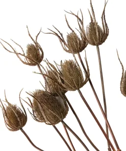 Set Of 3 Large Triple Teasle Plant Stems
