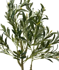 The Tree Of Life Olive Tree