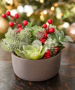 Tis The Season Succulent